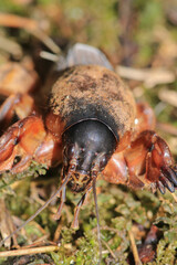 Gryllotalpa gryllotalpa insect macro photo