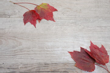 Naklejka na ściany i meble Crimson Leaves in Opposite Corners on Weathered Wooden Panels with Room for Text