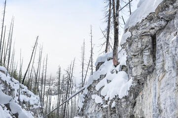 snow covered weathered dead pine trees  at top of deep rock canyon 