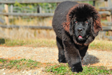 Fototapeta premium Black colored Newfoundland puppy walking on country road in summer