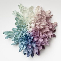 One colored chrysanthemum on a white background, top view, pastel shades.