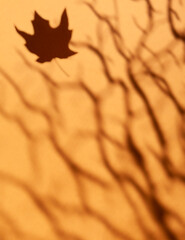 Autumn background - blurred shadow from tree branches and a falling maple leaf on a tanned background.