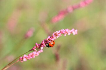 Closeup of a ladybug on persicaria longiseta in a field with a blurry background © Mohd Younis/Wirestock