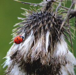 coccinelle enrobée de gouttes d'eau sur chardon
