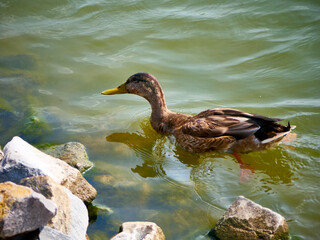Wild duck swimming in clear lake water in summer park. general plan