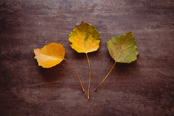 autumn leaves on wood