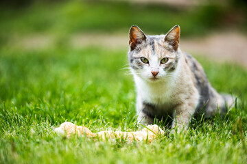 Cat eating bread. An adult cat preparing to eat some fresh bread.