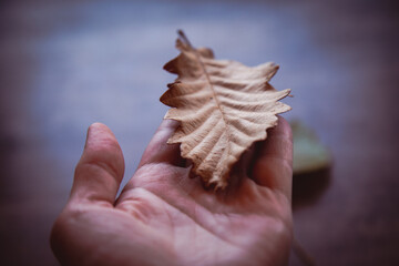 Obraz premium Oak leaf in hand