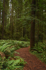 Redwood forest in Autumn 2