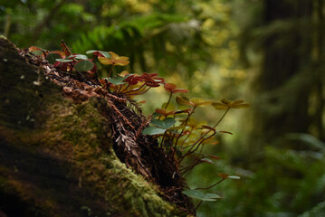 Redwood forest Autumn 5