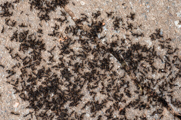 A large number of ants in one place. Ants carry food for their young.