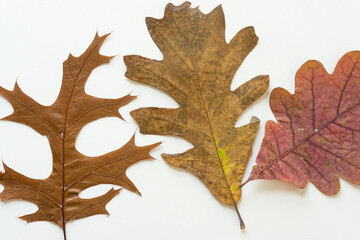 Fototapeta premium three varieties of oak leaves on white