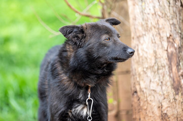 Portrait of a sad dog.