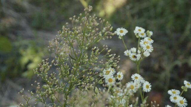 Irish fleabane flower in the garden