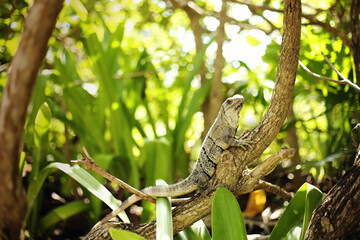 Beautiful Iguana with natural background. Close up view of a cute  Lizard on the wild.