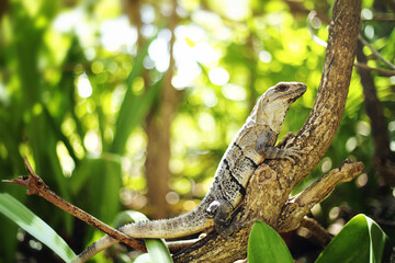 Beautiful Iguana with natural background. Close up view of a cute  Lizard on the wild.