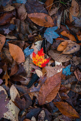 Fall Leaves in the midwest woods