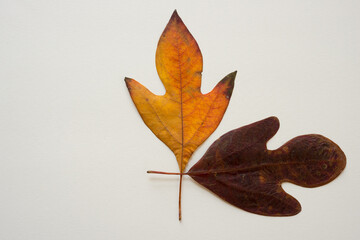 two autumn leaves on paper