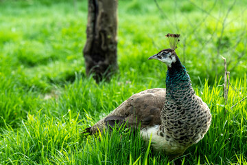Peacock walking in the park. 
