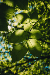 green leaves background