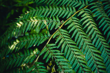 fern leaves