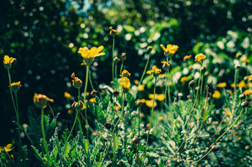Yellow flowers in the garden