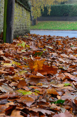 Yellow and orange autumn leaves lie on the footpath.