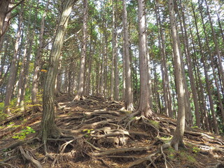 木の根の露出した植林帯