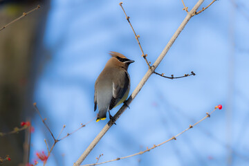 Cedar waxwing in a honeysuckle bush 