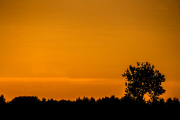 Fototapeta na wymiar kontur drzew na tle pomarańczowego zachodu słońca, the outline of trees against the background of an orange sunset,