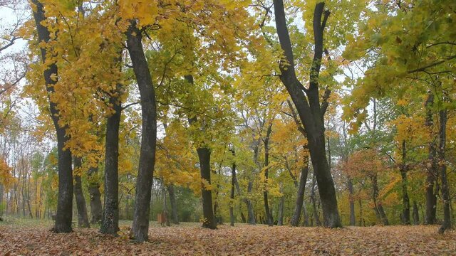 Bright yellow and red leaves. Natural video scene of colorful leaves falling down at public park