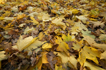 Autumn in Polish Park with sun rays.