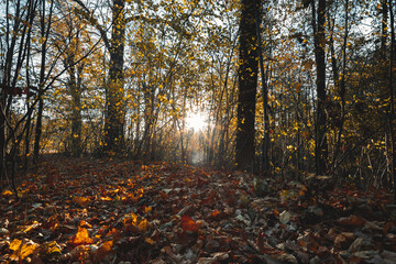 Autumn in Polish Park with sun rays.