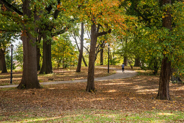 Naklejka premium autumn in the park