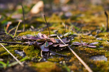 Leaves on moss