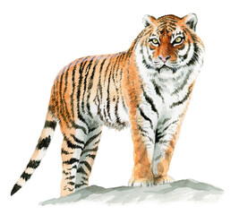 アナログ水彩岩の上に立つ虎の成獣全身図