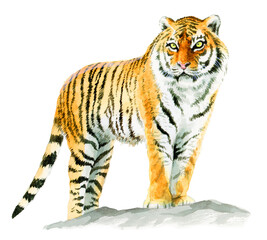 アナログ水彩岩の上に立つ虎の成獣全身図