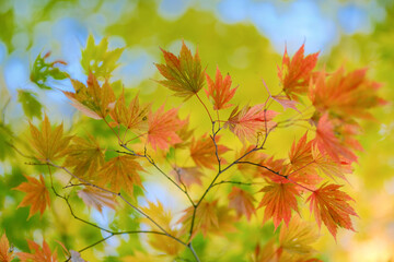 紅葉