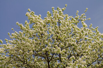 flowering trees in spring. beautiful apple tree with white flowers on the branches.