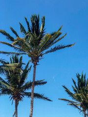 Naklejka premium three moving palm trees with blue sky