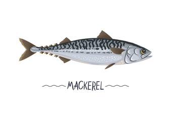 Mackerel fresh raw cartoon vector icon, sign, simbol. Scomber vector illustration, object, design element for package, label, menu. Isolated on white