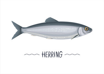 Herring fresh raw cartoon vector object, sign, simbol, emblem isolated on white background. Atlantic, pasific, norvegian herring icon for packaging, label, menu