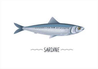 Sardine fresh raw cartoon vector icon, sign, simbol. Atlantic sardine vector illustration, object, design element for package, label. Isolated on white - obrazy, fototapety, plakaty