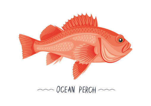 Ocean perch fresh raw cartoon vector icon, sign, simbol. Sea perch isolated object, illustration, gesign element for package, label, menu