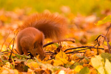 red squirrel among colorful autumn leaves © Paulina