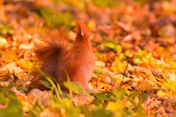 red squirrel among colorful autumn leaves © Paulina