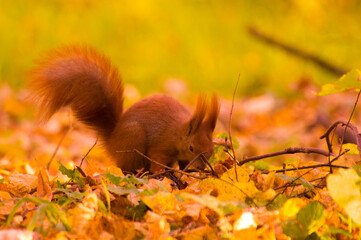red squirrel among colorful autumn leaves
