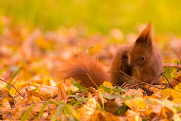 red squirrel among colorful autumn leaves © Paulina