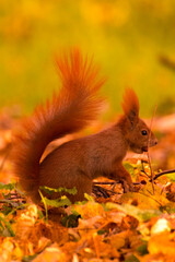 red squirrel eating nuts among colorful autumn leaves