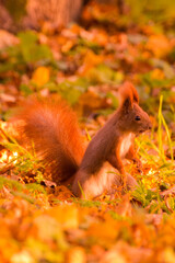 red squirrel among colorful autumn leaves